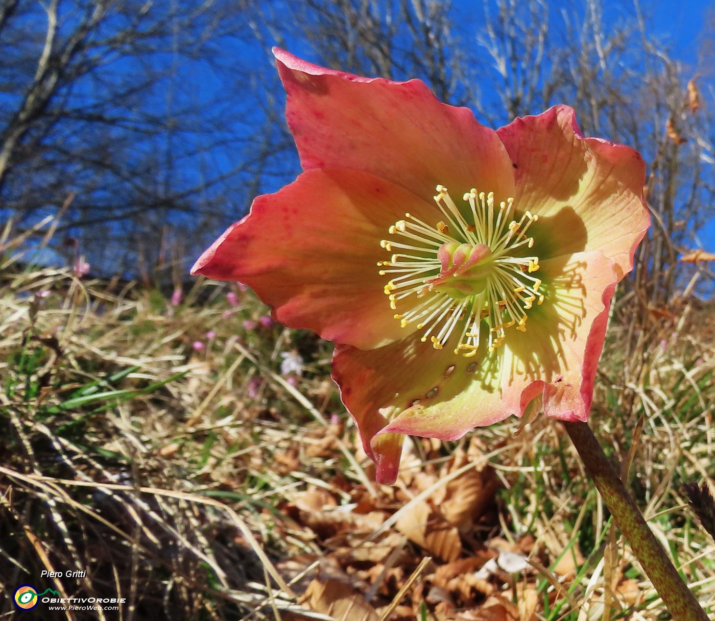 29 Helleborus niger (Elleboro) verso la fruttescenza.JPG